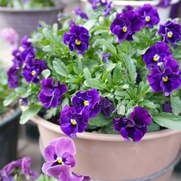 パンジーの花鉢